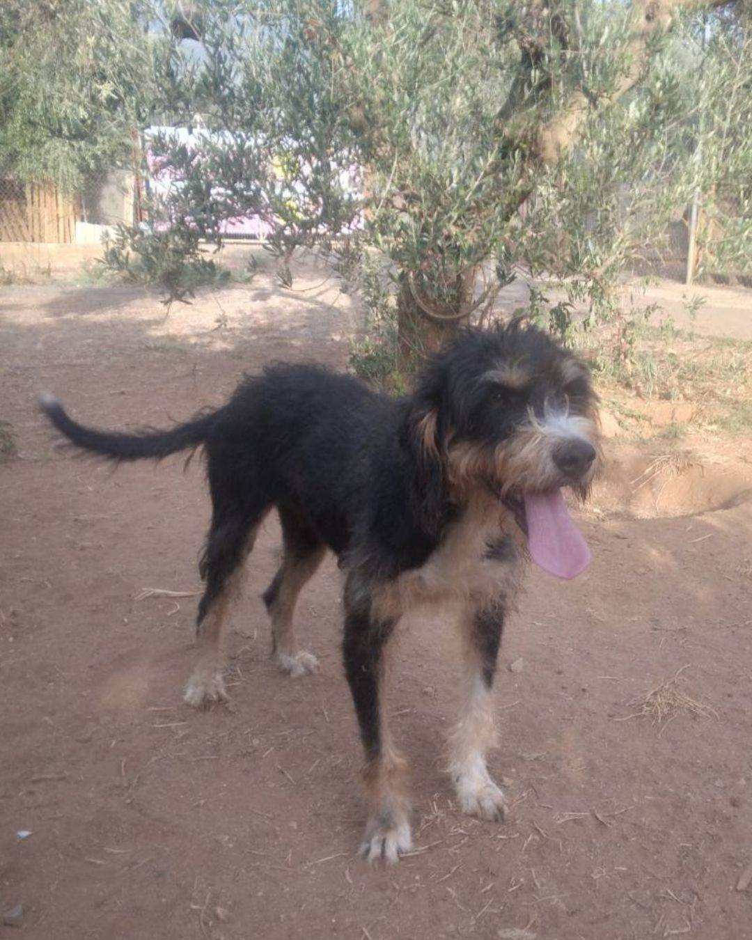 strayhope-agapi-dog-for-adoption-messinia