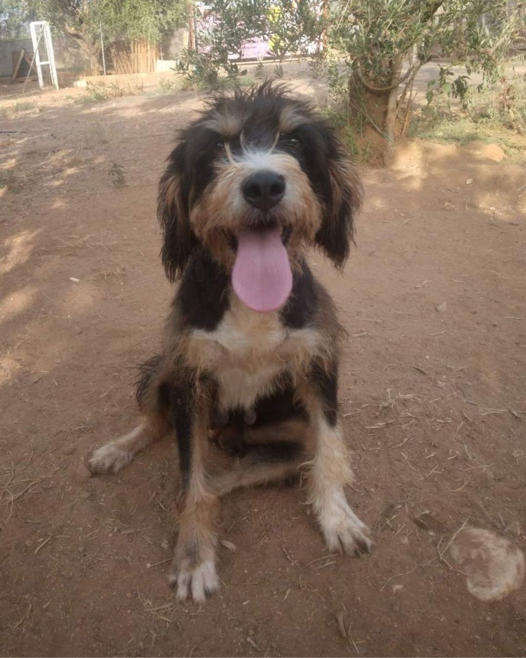 strayhope-agapi-dog-for-adoption-messinia