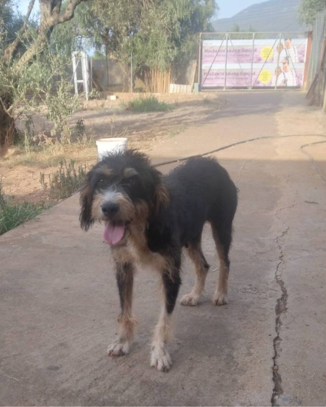 strayhope-agapi-dog-for-adoption-messinia