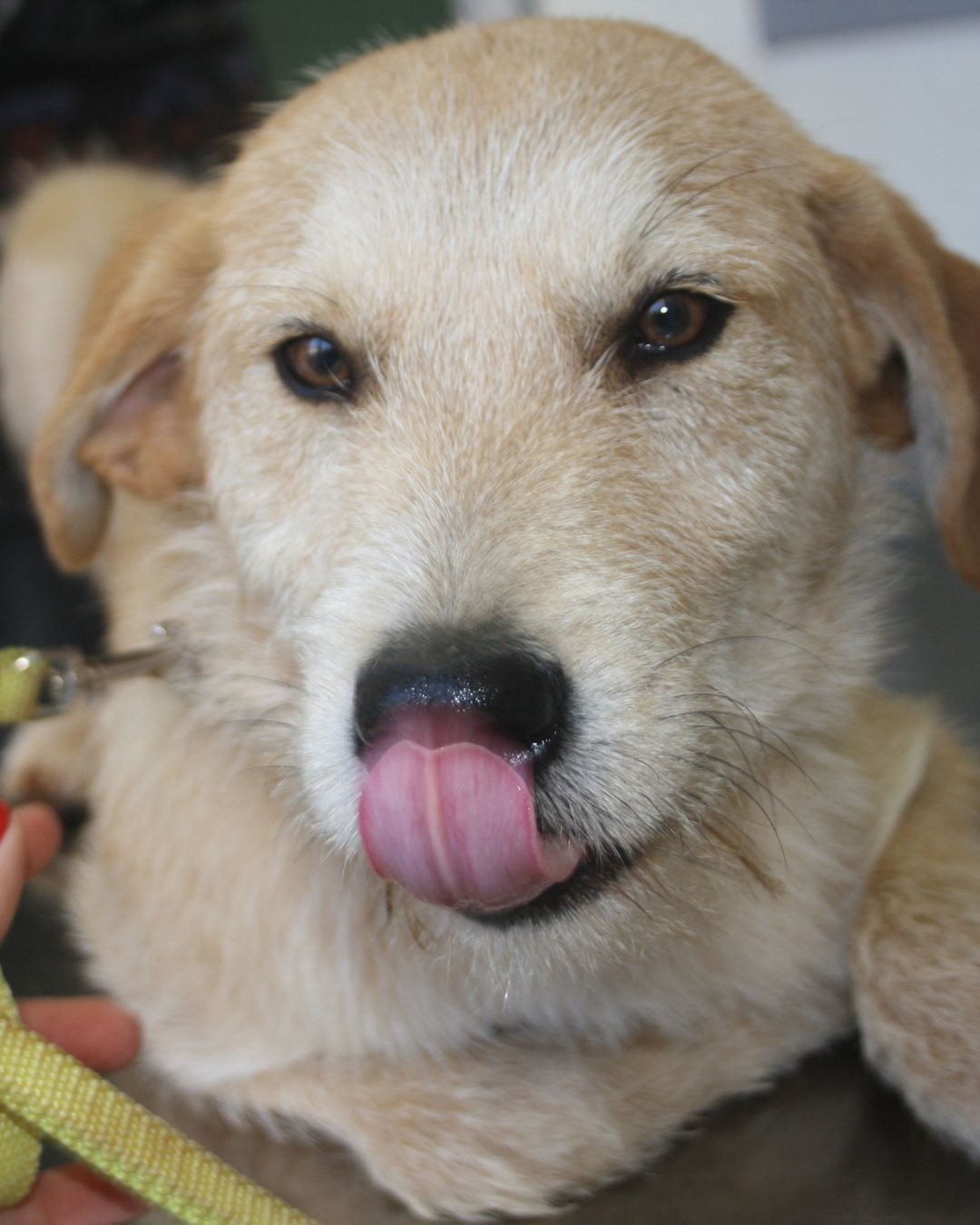 beni-stray-hope-adoption-messinia