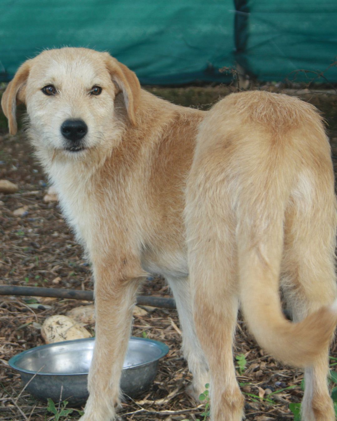 beni-stray-hope-adoption-messinia