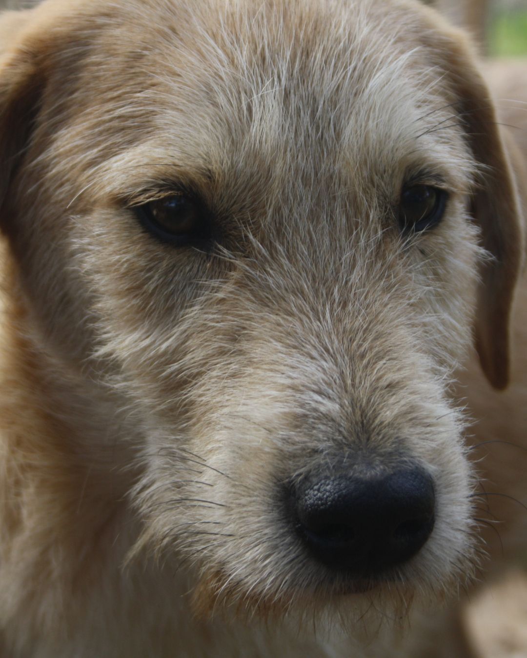 beni-stray-hope-adoption-messinia