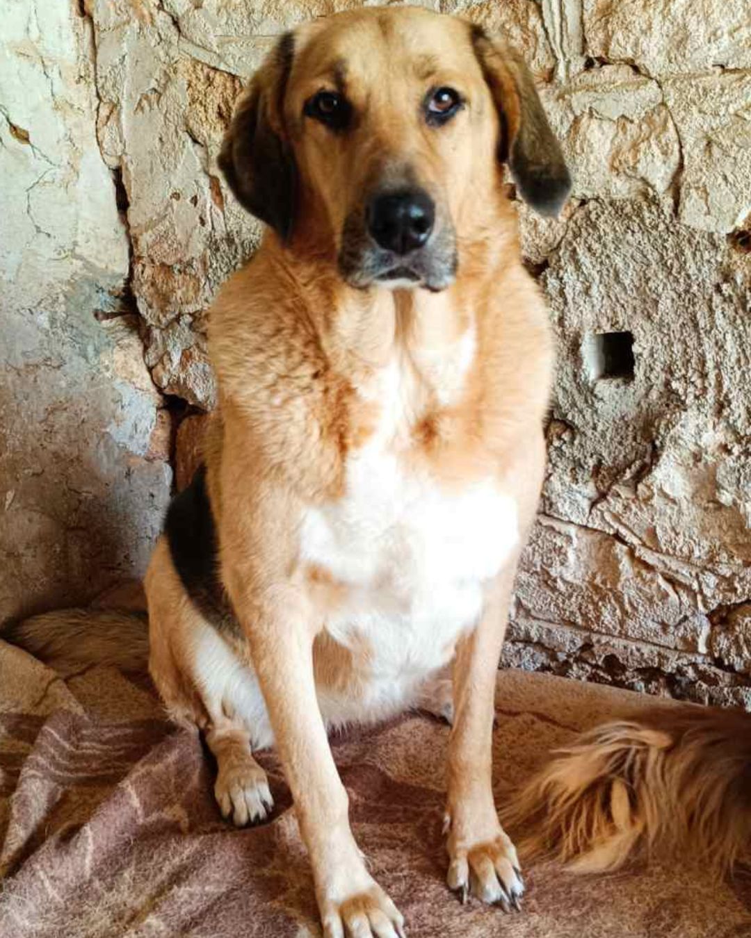 jackie-stray-hope-adoption-messinia