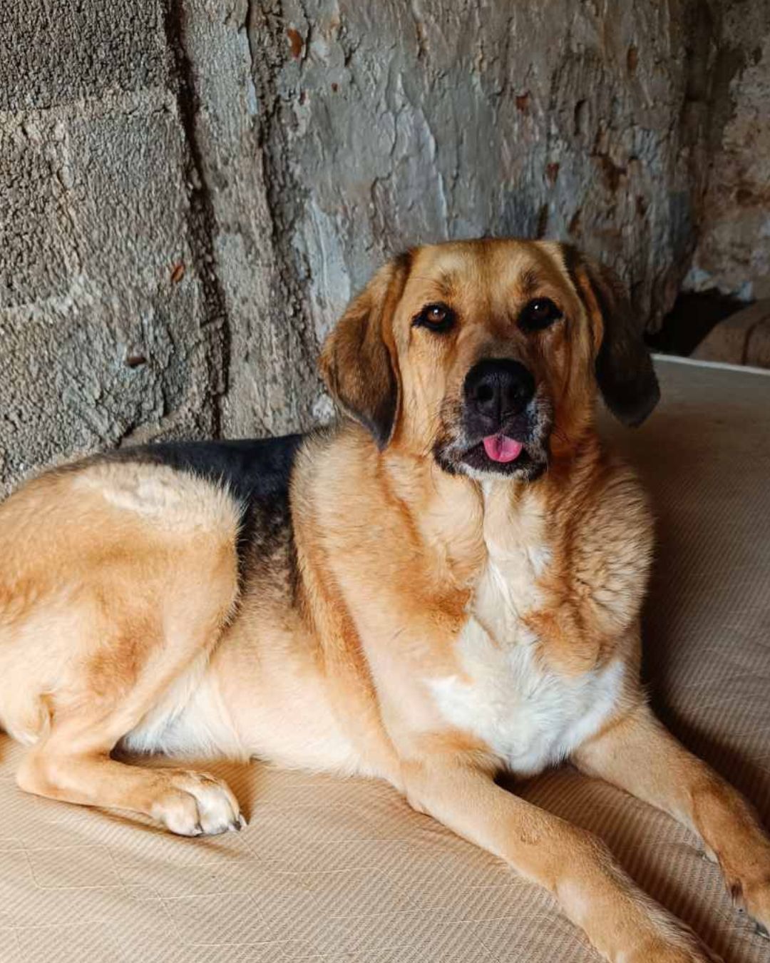 jackie-stray-hope-adoption-messinia