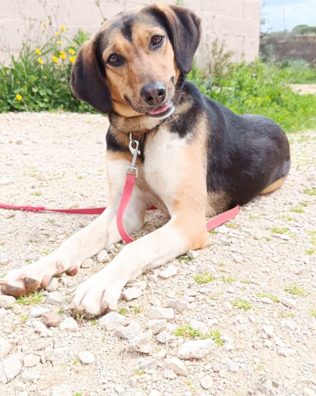 jodie-stray-hope-adoption-messinia