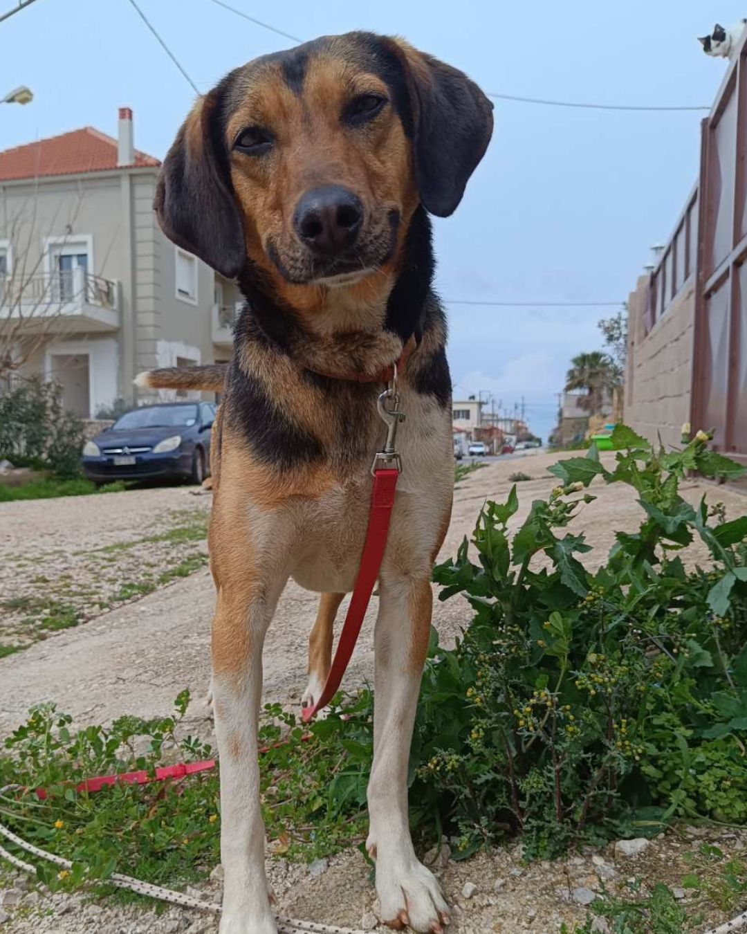 jodie-stray-hope-adoption-messinia
