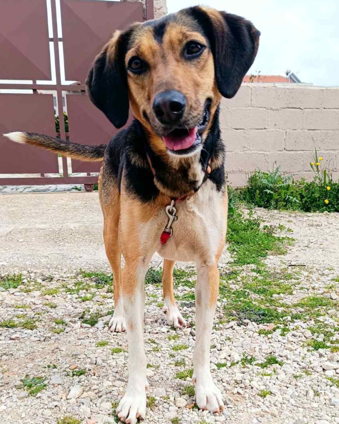 jodie-stray-hope-adoption-messinia